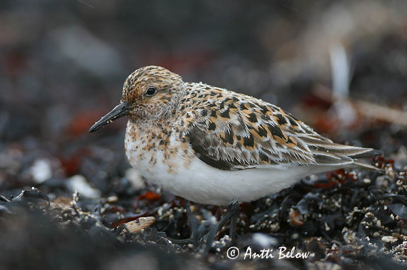 Norway
Avainsanat: Territ tresdits Sandløber Drieteenstrandloper Sanderling Leeterisla Pulmussirri Bécasseau sanderling Fenyérfutó Sanderla Piovanello tridattilo Sandløper Pilrito-sanderlingo Calidris alba Correlimos Tridáctilo Sandlöpare