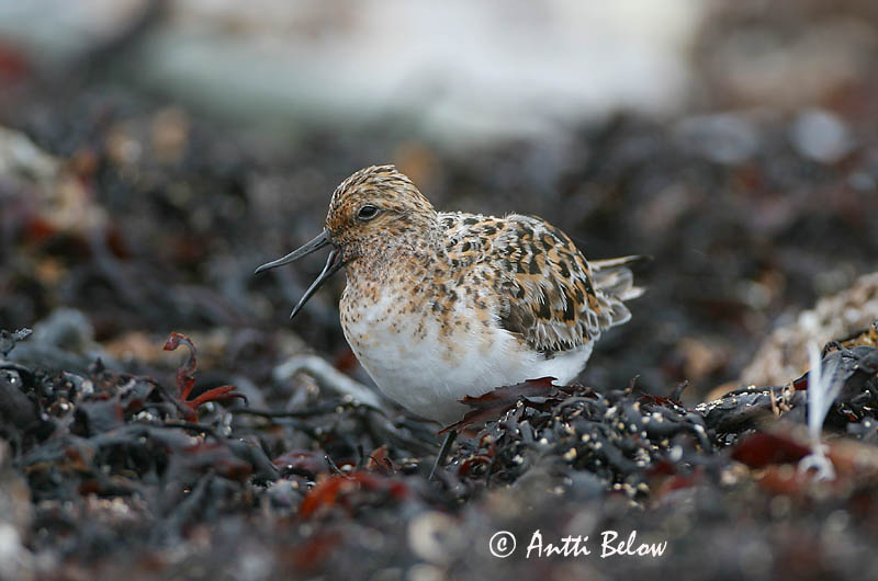 Norway
Avainsanat: Territ tresdits Sandløber Drieteenstrandloper Sanderling Leeterisla Pulmussirri Bécasseau sanderling Fenyérfutó Sanderla Piovanello tridattilo Sandløper Pilrito-sanderlingo Calidris alba Correlimos Tridáctilo Sandlöpare