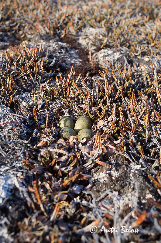 Avainsanat: Territ tresdits Sandløber Drieteenstrandloper Sanderling Leeterisla Pulmussirri Bécasseau sanderling Fenyérfutó Sanderla Piovanello tridattilo Sandløper Pilrito-sanderlingo Calidris alba Correlimos Tridáctilo Sandlöpare