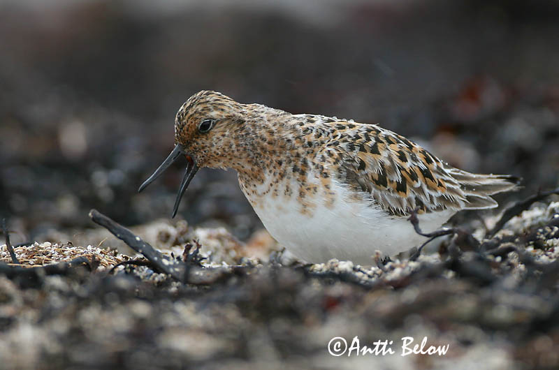 Norway
Avainsanat: Territ tresdits Sandløber Drieteenstrandloper Sanderling Leeterisla Pulmussirri Bécasseau sanderling Fenyérfutó Sanderla Piovanello tridattilo Sandløper Pilrito-sanderlingo Calidris alba Correlimos Tridáctilo Sandlöpare