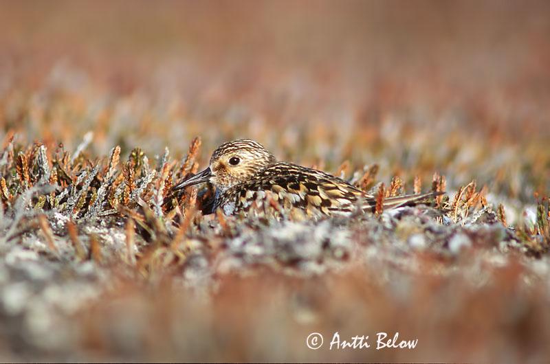 Avainsanat: Territ tresdits Sandløber Drieteenstrandloper Sanderling Leeterisla Pulmussirri Bécasseau sanderling Fenyérfutó Sanderla Piovanello tridattilo Sandløper Pilrito-sanderlingo Calidris alba Correlimos Tridáctilo Sandlöpare