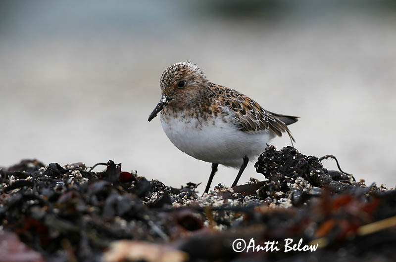 Norway
Avainsanat: Territ tresdits Sandløber Drieteenstrandloper Sanderling Leeterisla Pulmussirri Bécasseau sanderling Fenyérfutó Sanderla Piovanello tridattilo Sandløper Pilrito-sanderlingo Calidris alba Correlimos Tridáctilo Sandlöpare