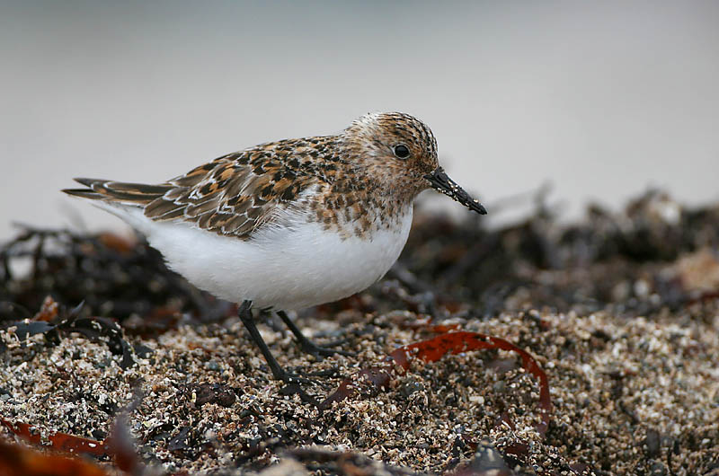 Norway
Avainsanat: Territ tresdits Sandløber Drieteenstrandloper Sanderling Leeterisla Pulmussirri Bécasseau sanderling Fenyérfutó Sanderla Piovanello tridattilo Sandløper Pilrito-sanderlingo Calidris alba Correlimos Tridáctilo Sandlöpare