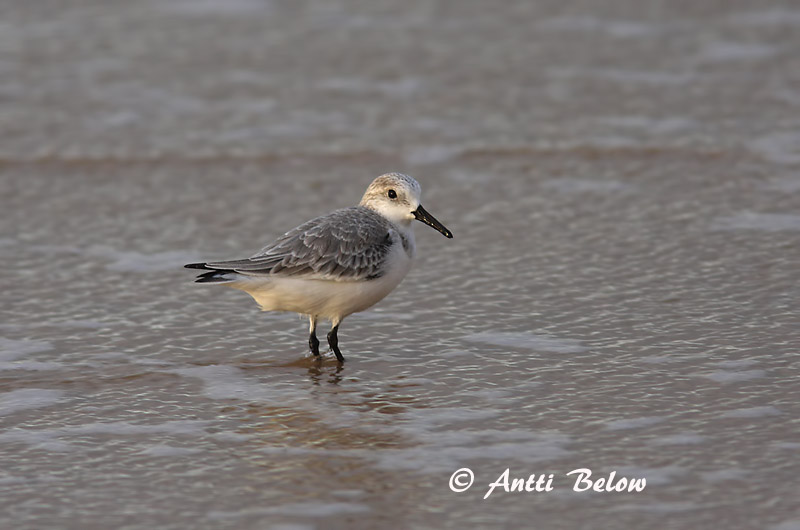 Avainsanat: Territ tresdits Sandløber Drieteenstrandloper Sanderling Leeterisla Pulmussirri Bécasseau sanderling Fenyérfutó Sanderla Piovanello tridattilo Sandløper Pilrito-sanderlingo Calidris alba Correlimos Tridáctilo Sandlöpare