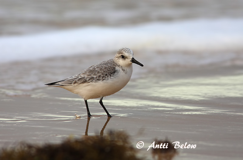 Avainsanat: Territ tresdits Sandløber Drieteenstrandloper Sanderling Leeterisla Pulmussirri Bécasseau sanderling Fenyérfutó Sanderla Piovanello tridattilo Sandløper Pilrito-sanderlingo Calidris alba Correlimos Tridáctilo Sandlöpare
