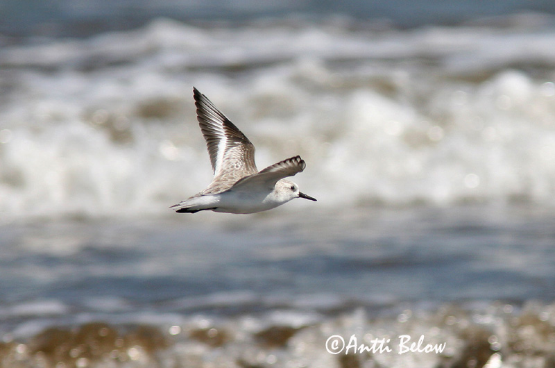Oman
Avainsanat: Territ tresdits Sandløber Drieteenstrandloper Sanderling Leeterisla Pulmussirri Bécasseau sanderling Fenyérfutó Sanderla Piovanello tridattilo Sandløper Pilrito-sanderlingo Calidris alba Correlimos Tridáctilo Sandlöpare
