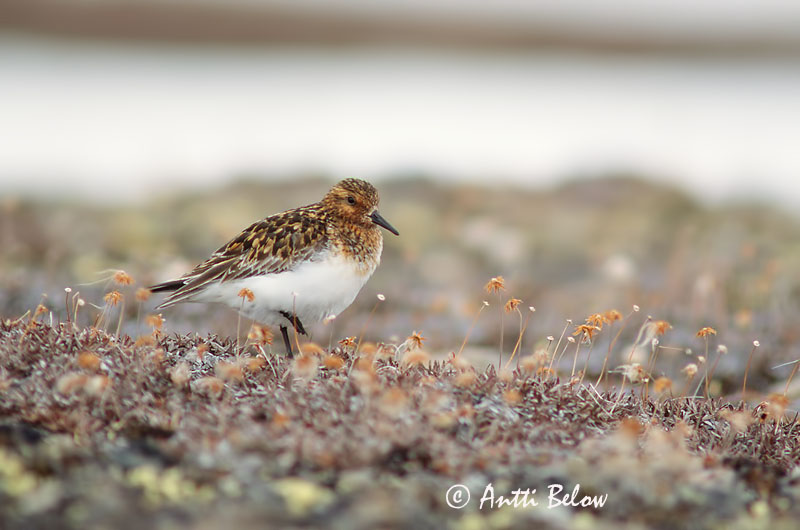 Avainsanat: Territ tresdits Sandløber Drieteenstrandloper Sanderling Leeterisla Pulmussirri Bécasseau sanderling Fenyérfutó Sanderla Piovanello tridattilo Sandløper Pilrito-sanderlingo Calidris alba Correlimos Tridáctilo Sandlöpare