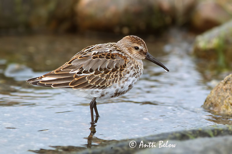 Avainsanat: Territ variant Almindelig ryle Bonte strandloper Dunlin Risla Bécasseau variable Alpenstrandläufer Havasi partfutó Lóuþræll Piovanello pancianera Myrsnipe Pilrito-comum Calidris alpina Correlimos Común Kärrsnäppa
