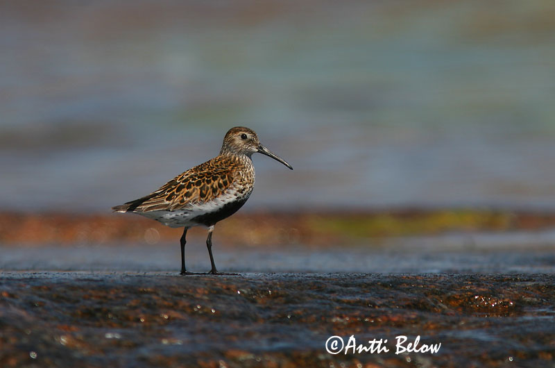 Avainsanat: Territ variant Almindelig ryle Bonte strandloper Dunlin Risla Bécasseau variable Alpenstrandläufer Havasi partfutó Lóuþræll Piovanello pancianera Myrsnipe Pilrito-comum Calidris alpina Correlimos Común Kärrsnäppa