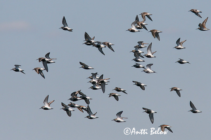 Avainsanat: Territ variant Almindelig ryle Bonte strandloper Dunlin Risla Bécasseau variable Alpenstrandläufer Havasi partfutó Lóuþræll Piovanello pancianera Myrsnipe Pilrito-comum Calidris alpina Correlimos Común Kärrsnäppa