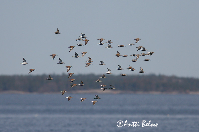 Avainsanat: Territ variant Almindelig ryle Bonte strandloper Dunlin Risla Bécasseau variable Alpenstrandläufer Havasi partfutó Lóuþræll Piovanello pancianera Myrsnipe Pilrito-comum Calidris alpina Correlimos Común Kärrsnäppa