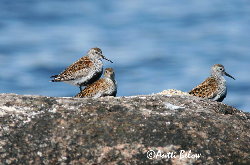 Avainsanat: Territ variant Almindelig ryle Bonte strandloper Dunlin Risla Bécasseau variable Alpenstrandläufer Havasi partfutó Lóuþræll Piovanello pancianera Myrsnipe Pilrito-comum Calidris alpina Correlimos Común Kärrsnäppa