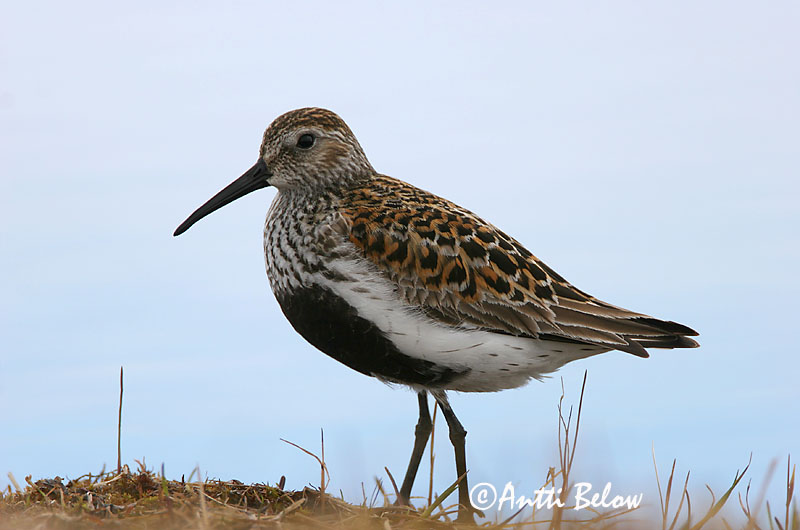 Avainsanat: Territ variant Almindelig ryle Bonte strandloper Dunlin Risla Bécasseau variable Alpenstrandläufer Havasi partfutó Lóuþræll Piovanello pancianera Myrsnipe Pilrito-comum Calidris alpina Correlimos Común Kärrsnäppa