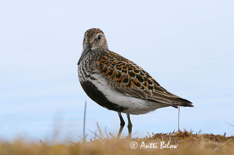 Avainsanat: Territ variant Almindelig ryle Bonte strandloper Dunlin Risla Bécasseau variable Alpenstrandläufer Havasi partfutó Lóuþræll Piovanello pancianera Myrsnipe Pilrito-comum Calidris alpina Correlimos Común Kärrsnäppa