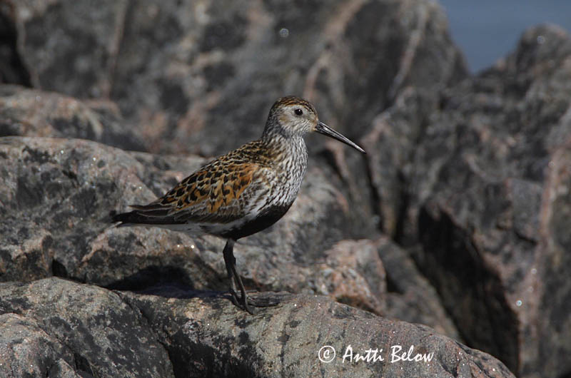 Avainsanat: Territ variant Almindelig ryle Bonte strandloper Dunlin Risla Bécasseau variable Alpenstrandläufer Havasi partfutó Lóuþræll Piovanello pancianera Myrsnipe Pilrito-comum Calidris alpina Correlimos Común Kärrsnäppa