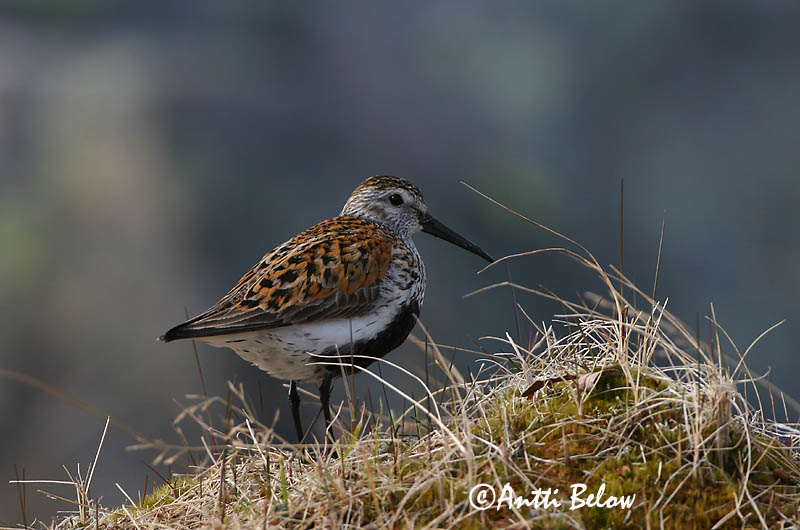 Avainsanat: Territ variant Almindelig ryle Bonte strandloper Dunlin Risla Bécasseau variable Alpenstrandläufer Havasi partfutó Lóuþræll Piovanello pancianera Myrsnipe Pilrito-comum Calidris alpina Correlimos Común Kärrsnäppa