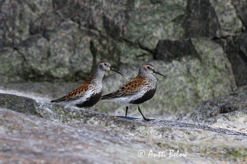 Avainsanat: Territ variant Almindelig ryle Bonte strandloper Dunlin Risla Bécasseau variable Alpenstrandläufer Havasi partfutó Lóuþræll Piovanello pancianera Myrsnipe Pilrito-comum Calidris alpina Correlimos Común Kärrsnäppa