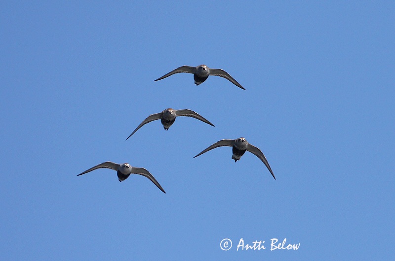 Avainsanat: Territ variant Almindelig ryle Bonte strandloper Dunlin Risla Bécasseau variable Alpenstrandläufer Havasi partfutó Lóuþræll Piovanello pancianera Myrsnipe Pilrito-comum Calidris alpina Correlimos Común Kärrsnäppa