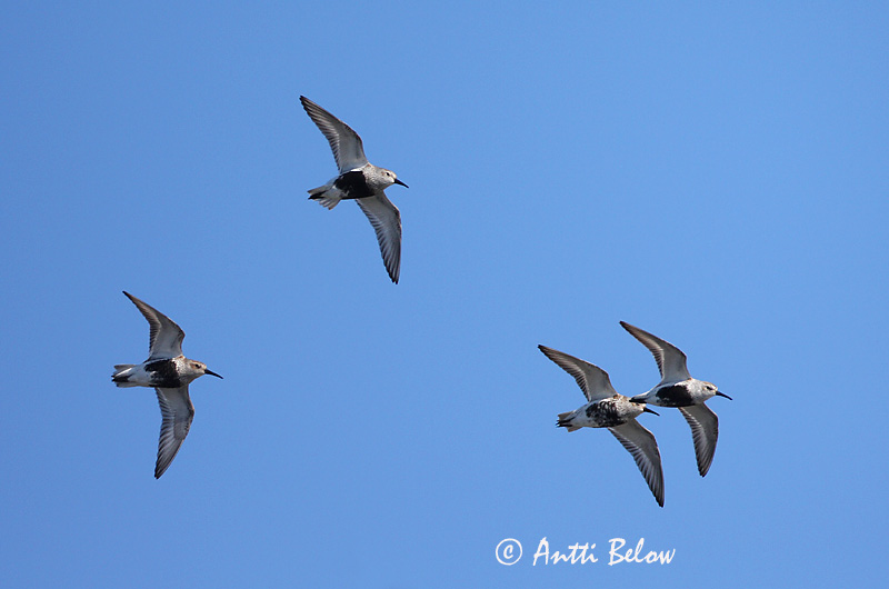 Avainsanat: Territ variant Almindelig ryle Bonte strandloper Dunlin Risla Bécasseau variable Alpenstrandläufer Havasi partfutó Lóuþræll Piovanello pancianera Myrsnipe Pilrito-comum Calidris alpina Correlimos Común Kärrsnäppa