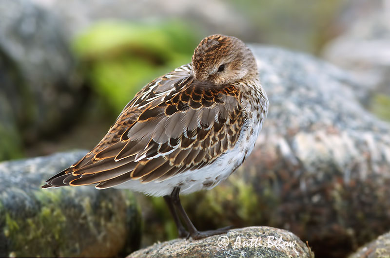 Avainsanat: Territ variant Almindelig ryle Bonte strandloper Dunlin Risla Bécasseau variable Alpenstrandläufer Havasi partfutó Lóuþræll Piovanello pancianera Myrsnipe Pilrito-comum Calidris alpina Correlimos Común Kärrsnäppa