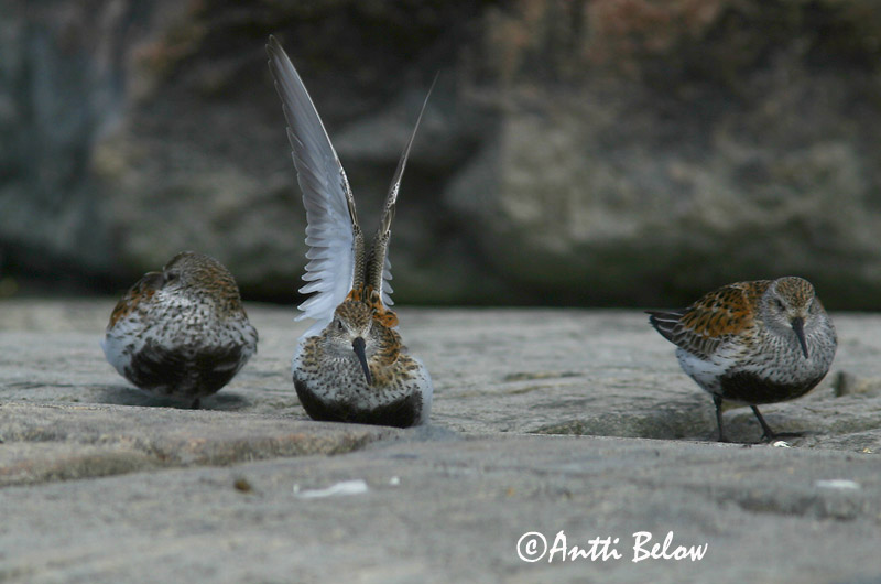 Avainsanat: Territ variant Almindelig ryle Bonte strandloper Dunlin Risla Bécasseau variable Alpenstrandläufer Havasi partfutó Lóuþræll Piovanello pancianera Myrsnipe Pilrito-comum Calidris alpina Correlimos Común Kärrsnäppa