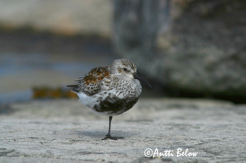 Avainsanat: Territ variant Almindelig ryle Bonte strandloper Dunlin Risla Bécasseau variable Alpenstrandläufer Havasi partfutó Lóuþræll Piovanello pancianera Myrsnipe Pilrito-comum Calidris alpina Correlimos Común Kärrsnäppa