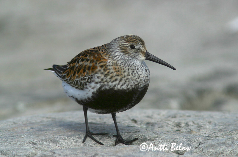 Avainsanat: Territ variant Almindelig ryle Bonte strandloper Dunlin Risla Bécasseau variable Alpenstrandläufer Havasi partfutó Lóuþræll Piovanello pancianera Myrsnipe Pilrito-comum Calidris alpina Correlimos Común Kärrsnäppa