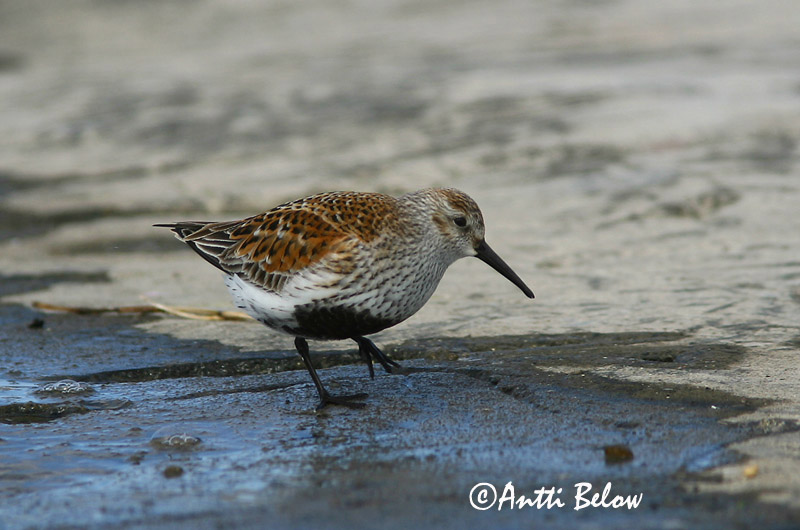 Avainsanat: Territ variant Almindelig ryle Bonte strandloper Dunlin Risla Bécasseau variable Alpenstrandläufer Havasi partfutó Lóuþræll Piovanello pancianera Myrsnipe Pilrito-comum Calidris alpina Correlimos Común Kärrsnäppa