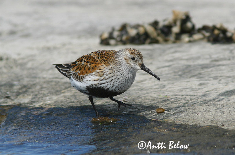 Avainsanat: Territ variant Almindelig ryle Bonte strandloper Dunlin Risla Bécasseau variable Alpenstrandläufer Havasi partfutó Lóuþræll Piovanello pancianera Myrsnipe Pilrito-comum Calidris alpina Correlimos Común Kärrsnäppa