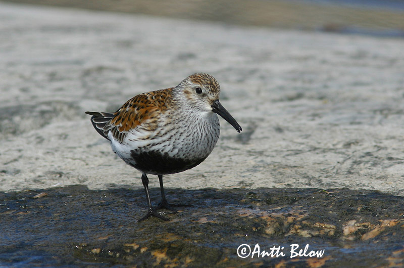 Avainsanat: Territ variant Almindelig ryle Bonte strandloper Dunlin Risla Bécasseau variable Alpenstrandläufer Havasi partfutó Lóuþræll Piovanello pancianera Myrsnipe Pilrito-comum Calidris alpina Correlimos Común Kärrsnäppa