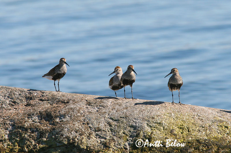 Avainsanat: Territ variant Almindelig ryle Bonte strandloper Dunlin Risla Bécasseau variable Alpenstrandläufer Havasi partfutó Lóuþræll Piovanello pancianera Myrsnipe Pilrito-comum Calidris alpina Correlimos Común Kärrsnäppa