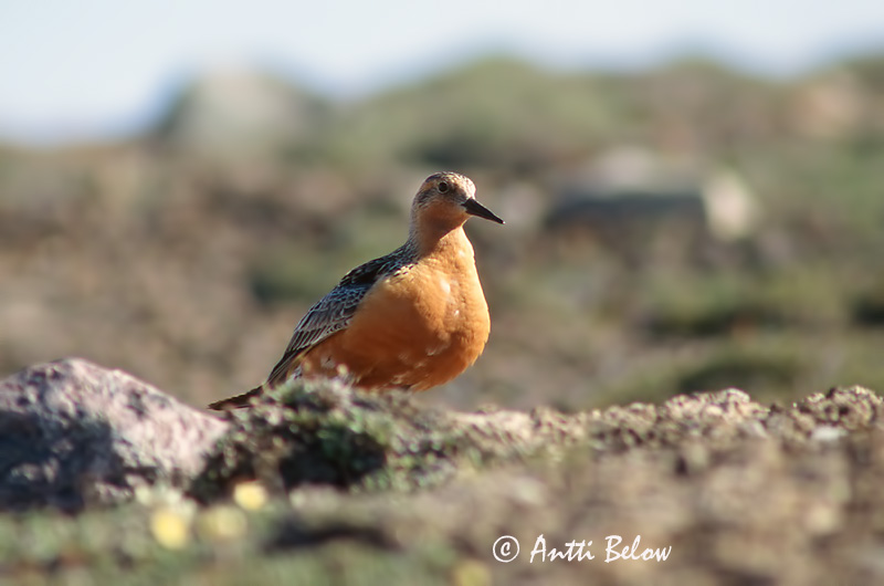 East-Greenland
Avainsanat: Isosirri Territ gros Islandsk ryle Kanoet Red Knot Suurrisla Bécasseau maubèche Knutt Sarki partfutó Rauðbrystingur Piovanello maggiore Polarsnipe Seixoeira Calidris canutus Correlimos Gordo Kustsnäppa