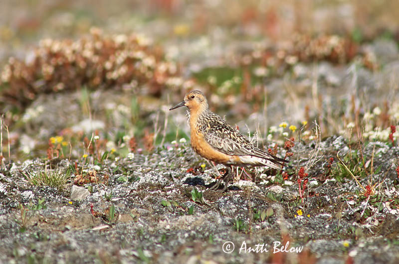 East-Greenland
Avainsanat: Isosirri Territ gros Islandsk ryle Kanoet Red Knot Suurrisla Bécasseau maubèche Knutt Sarki partfutó Rauðbrystingur Piovanello maggiore Polarsnipe Seixoeira Calidris canutus Correlimos Gordo Kustsnäppa