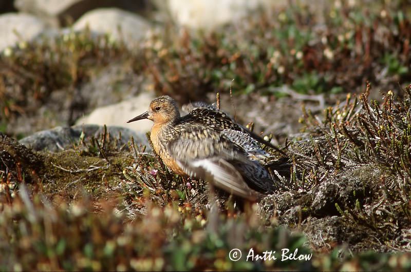 East-Greenland
Avainsanat: Isosirri Territ gros Islandsk ryle Kanoet Red Knot Suurrisla Bécasseau maubèche Knutt Sarki partfutó Rauðbrystingur Piovanello maggiore Polarsnipe Seixoeira Calidris canutus Correlimos Gordo Kustsnäppa