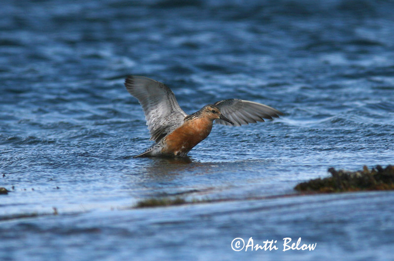 Avainsanat: Isosirri Territ gros Islandsk ryle Kanoet Red Knot Suurrisla Bécasseau maubèche Knutt Sarki partfutó Rauðbrystingur Piovanello maggiore Polarsnipe Seixoeira Calidris canutus Correlimos Gordo Kustsnäppa