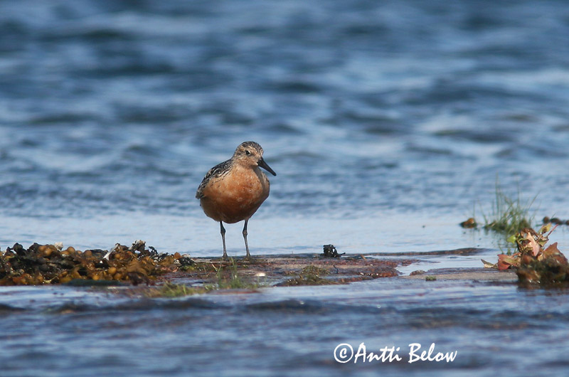 Avainsanat: Isosirri Territ gros Islandsk ryle Kanoet Red Knot Suurrisla Bécasseau maubèche Knutt Sarki partfutó Rauðbrystingur Piovanello maggiore Polarsnipe Seixoeira Calidris canutus Correlimos Gordo Kustsnäppa