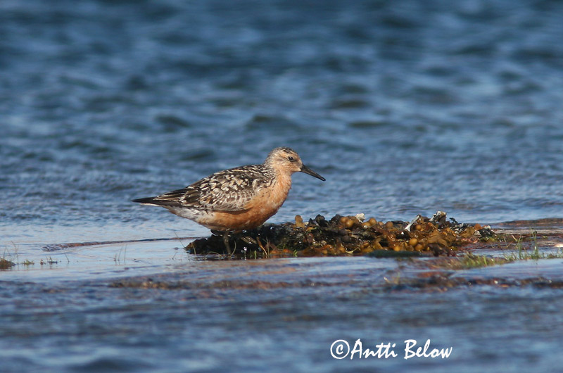 Avainsanat: Isosirri Territ gros Islandsk ryle Kanoet Red Knot Suurrisla Bécasseau maubèche Knutt Sarki partfutó Rauðbrystingur Piovanello maggiore Polarsnipe Seixoeira Calidris canutus Correlimos Gordo Kustsnäppa