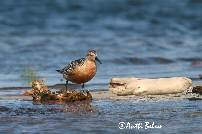 Avainsanat: Isosirri Territ gros Islandsk ryle Kanoet Red Knot Suurrisla Bécasseau maubèche Knutt Sarki partfutó Rauðbrystingur Piovanello maggiore Polarsnipe Seixoeira Calidris canutus Correlimos Gordo Kustsnäppa