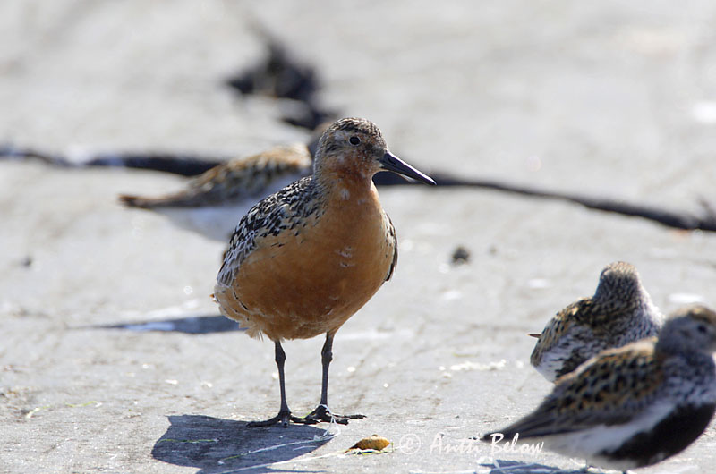 Avainsanat: Isosirri Territ gros Islandsk ryle Kanoet Red Knot Suurrisla Bécasseau maubèche Knutt Sarki partfutó Rauðbrystingur Piovanello maggiore Polarsnipe Seixoeira Calidris canutus Correlimos Gordo Kustsnäppa