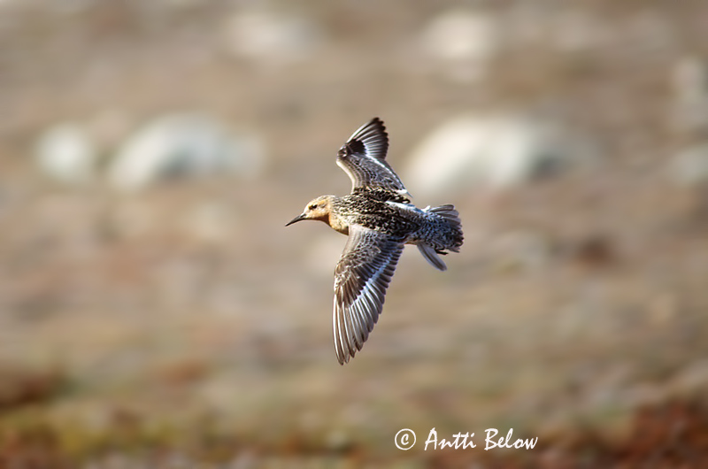 East-Greenland
Avainsanat: Isosirri Territ gros Islandsk ryle Kanoet Red Knot Suurrisla Bécasseau maubèche Knutt Sarki partfutó Rauðbrystingur Piovanello maggiore Polarsnipe Seixoeira Calidris canutus Correlimos Gordo Kustsnäppa