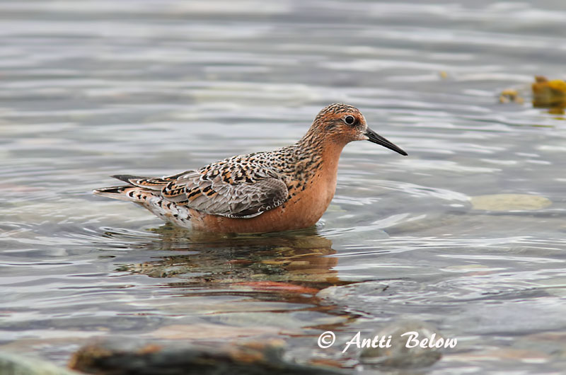 Norway
Avainsanat: Isosirri Territ gros Islandsk ryle Kanoet Red Knot Suurrisla Bécasseau maubèche Knutt Sarki partfutó Rauðbrystingur Piovanello maggiore Polarsnipe Seixoeira Calidris canutus Correlimos Gordo Kustsnäppa
