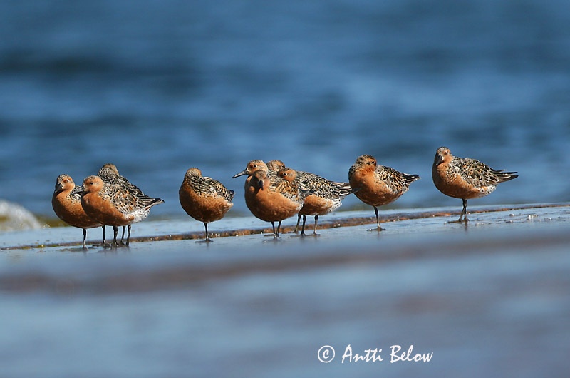 Avainsanat: Isosirri Territ gros Islandsk ryle Kanoet Red Knot Suurrisla Bécasseau maubèche Knutt Sarki partfutó Rauðbrystingur Piovanello maggiore Polarsnipe Seixoeira Calidris canutus Correlimos Gordo Kustsnäppa