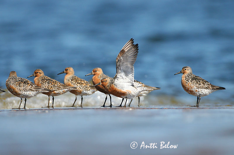 Avainsanat: Isosirri Territ gros Islandsk ryle Kanoet Red Knot Suurrisla Bécasseau maubèche Knutt Sarki partfutó Rauðbrystingur Piovanello maggiore Polarsnipe Seixoeira Calidris canutus Correlimos Gordo Kustsnäppa