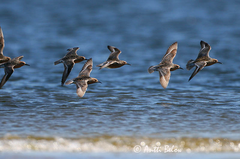 Avainsanat: Isosirri Territ gros Islandsk ryle Kanoet Red Knot Suurrisla Bécasseau maubèche Knutt Sarki partfutó Rauðbrystingur Piovanello maggiore Polarsnipe Seixoeira Calidris canutus Correlimos Gordo Kustsnäppa