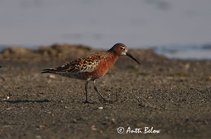 Avainsanat: Territ bec-llarg Krumnæbbet ryle Krombekstrandloper Curlew Sandpiper Kõvernokk-risla Kuovisirri Bécasseau cocorli Sichelstrandläufer Sarlós partfutó Spóatíta Piovanello Tundrasnipe Pilrito-de-bico-comprido Calidris ferruginea Correlimos Zarapitín