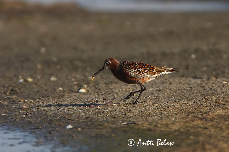 Avainsanat: Territ bec-llarg Krumnæbbet ryle Krombekstrandloper Curlew Sandpiper Kõvernokk-risla Kuovisirri Bécasseau cocorli Sichelstrandläufer Sarlós partfutó Spóatíta Piovanello Tundrasnipe Pilrito-de-bico-comprido Calidris ferruginea Correlimos Zarapitín