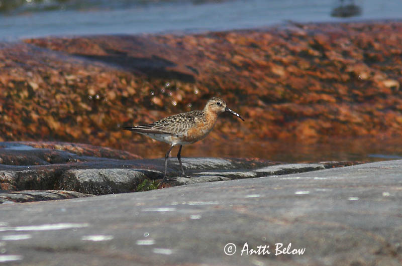Avainsanat: Territ bec-llarg Krumnæbbet ryle Krombekstrandloper Curlew Sandpiper Kõvernokk-risla Kuovisirri Bécasseau cocorli Sichelstrandläufer Sarlós partfutó Spóatíta Piovanello Tundrasnipe Pilrito-de-bico-comprido Calidris ferruginea Correlimos Zarapitín