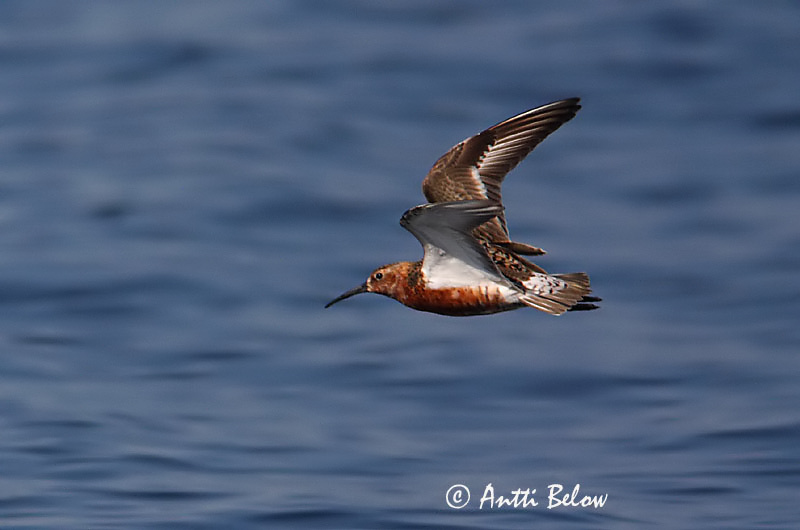 Avainsanat: Territ bec-llarg Krumnæbbet ryle Krombekstrandloper Curlew Sandpiper Kõvernokk-risla Kuovisirri Bécasseau cocorli Sichelstrandläufer Sarlós partfutó Spóatíta Piovanello Tundrasnipe Pilrito-de-bico-comprido Calidris ferruginea Correlimos Zarapitín