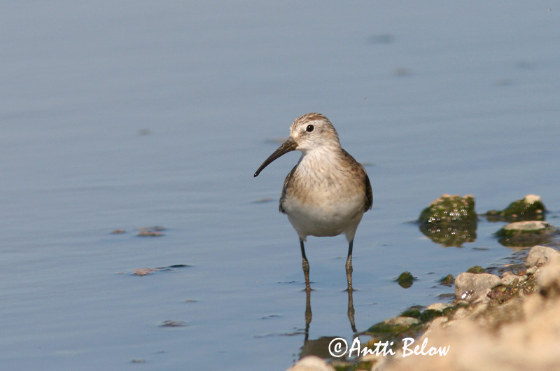 Avainsanat: Territ bec-llarg Krumnæbbet ryle Krombekstrandloper Curlew Sandpiper Kõvernokk-risla Kuovisirri Bécasseau cocorli Sichelstrandläufer Sarlós partfutó Spóatíta Piovanello Tundrasnipe Pilrito-de-bico-comprido Calidris ferruginea Correlimos Zarapitín