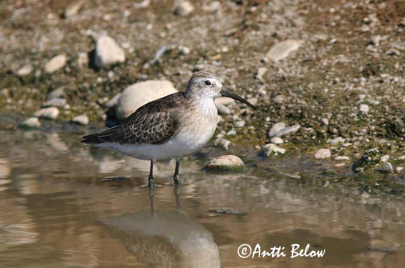 Avainsanat: Territ bec-llarg Krumnæbbet ryle Krombekstrandloper Curlew Sandpiper Kõvernokk-risla Kuovisirri Bécasseau cocorli Sichelstrandläufer Sarlós partfutó Spóatíta Piovanello Tundrasnipe Pilrito-de-bico-comprido Calidris ferruginea Correlimos Zarapitín